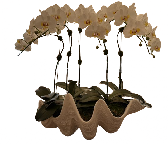 Orchid filled Indian Ocean Clam Shell -Palm Bungalow