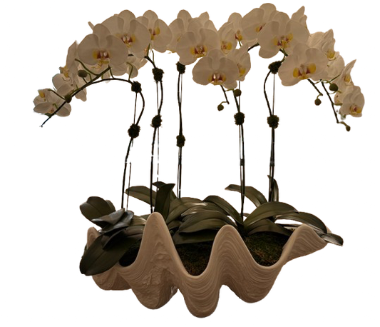 Orchid filled Indian Ocean Clam Shell -Palm Bungalow
